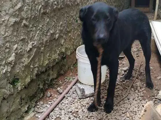 Cachorro ra a Bude colyer  idade 7 a 11 meses nome Titus