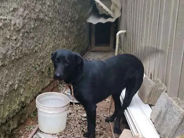 Cachorro ra a Bude colyer  idade 7 a 11 meses nome Titus