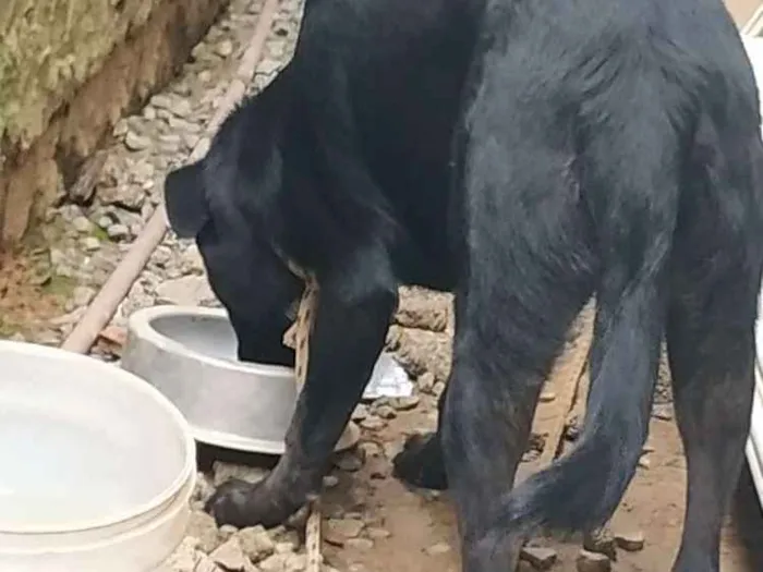 Cachorro ra a Bude colyer  idade 7 a 11 meses nome Titus