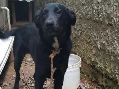 Cachorro ra a Bude colyer  idade 7 a 11 meses nome Titus
