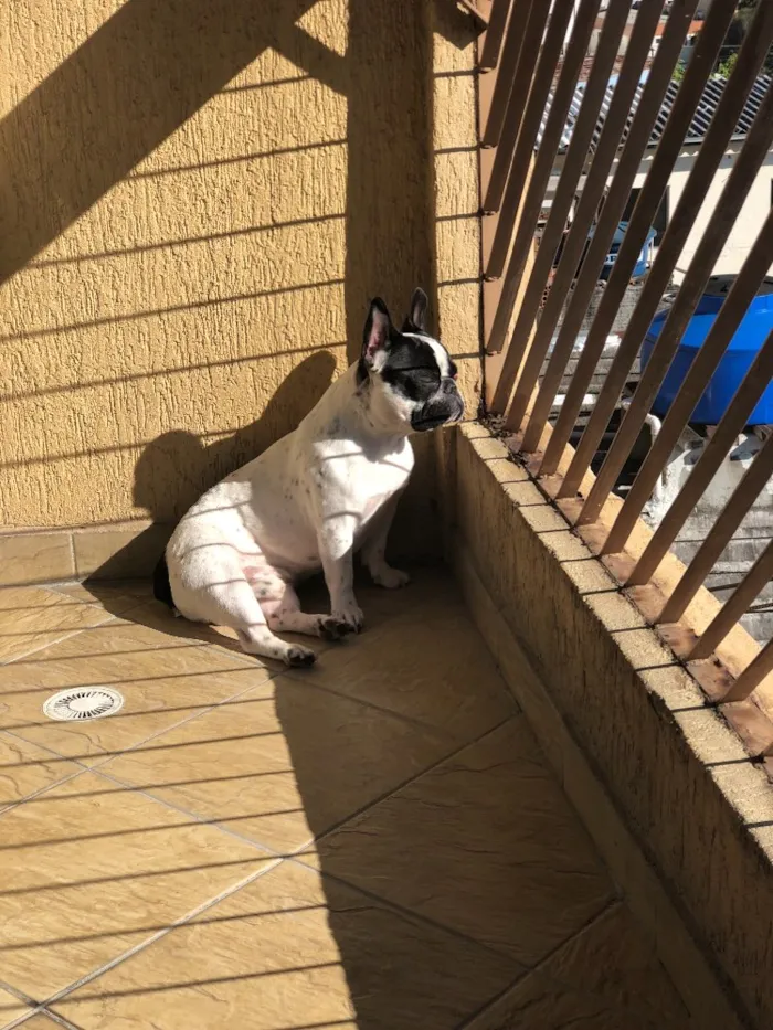 Cachorro ra a Buldogue Francês  idade 1 ano nome John