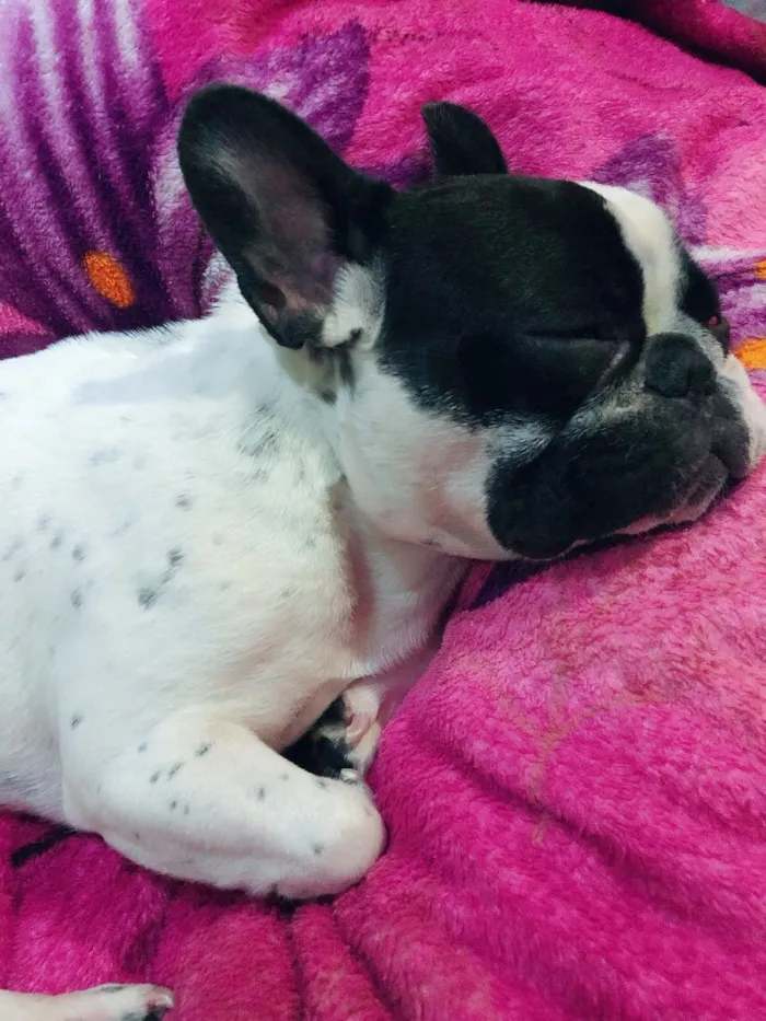 Cachorro ra a Buldogue Francês  idade 1 ano nome John