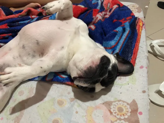 Cachorro ra a Buldogue Francês  idade 1 ano nome John