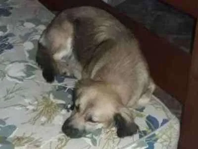 Cachorro ra a Srd idade 7 a 11 meses nome Paola
