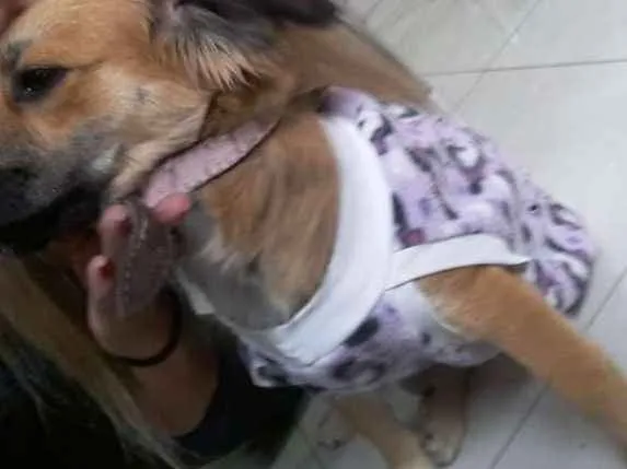 Cachorro ra a Srd idade 7 a 11 meses nome Paola