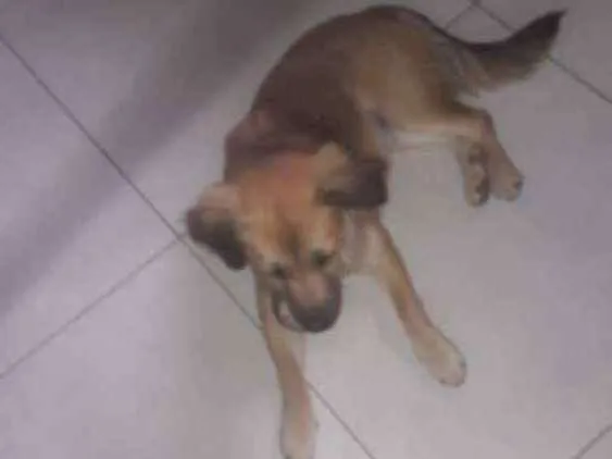 Cachorro ra a Srd idade 7 a 11 meses nome Paola