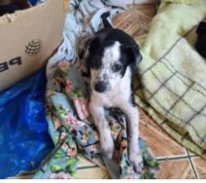 Cachorro ra a Srd  idade 2 a 6 meses nome Ricky adoção urgente