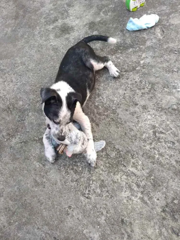 Cachorro ra a Srd  idade 2 a 6 meses nome Ricky adoção urgente