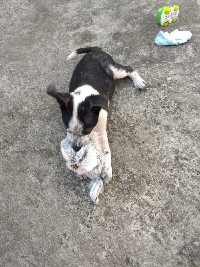 Cachorro ra a Srd  idade 2 a 6 meses nome Ricky adoção urgente