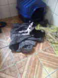 Ricky adoção urgente