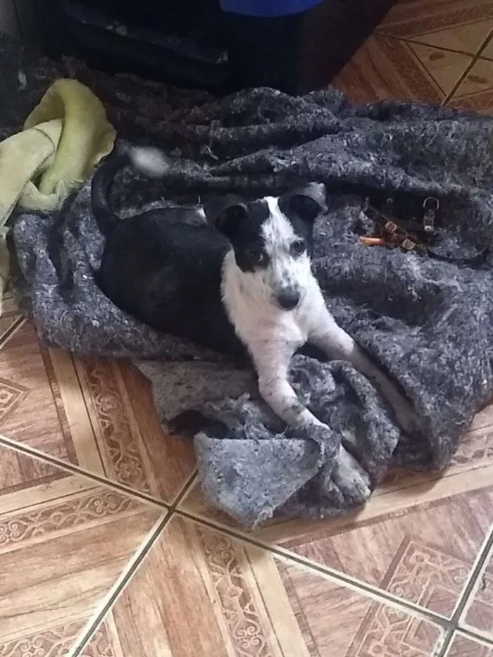 Cachorro ra a Srd  idade 2 a 6 meses nome Ricky adoção urgente