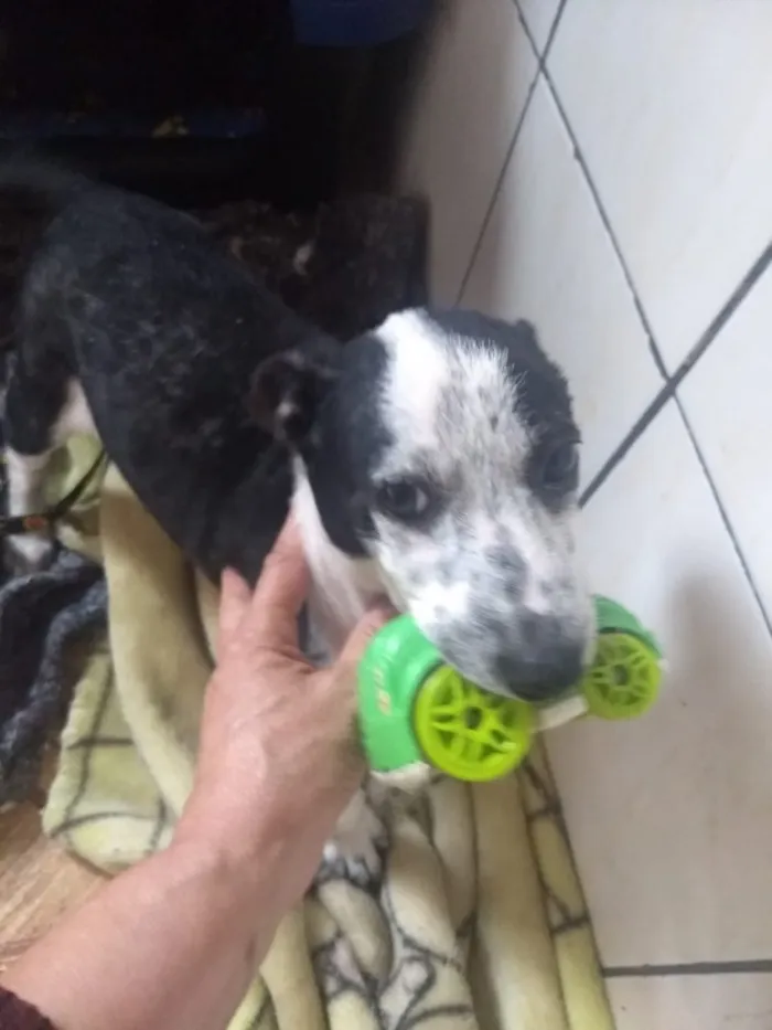 Cachorro ra a Srd  idade 2 a 6 meses nome Ricky adoção urgente