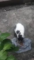 Bia bebê adoção urge