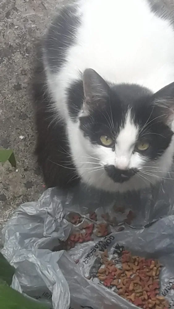 Gato ra a Frajola  idade 2 a 6 meses nome Bia bebê adoção urge