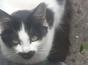 Gato raça Frajola  idade 2 a 6 meses nome Bia bebê adoção urge