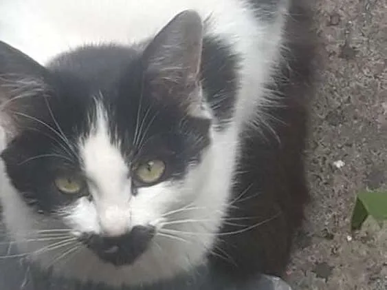 Gato ra a Frajola  idade 2 a 6 meses nome Bia bebê adoção urge