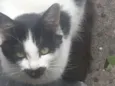Bia bebê adoção urge