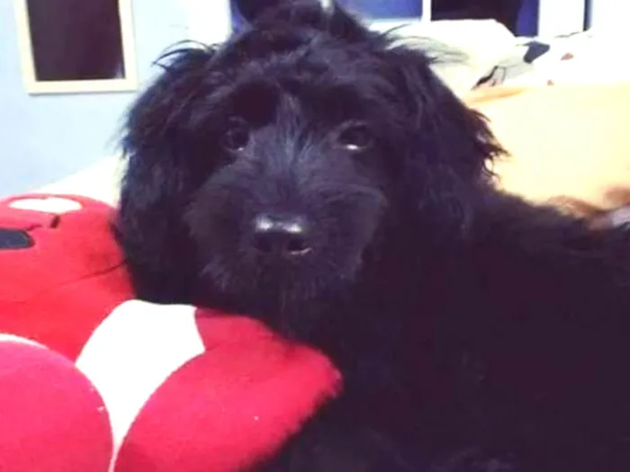 Cachorro ra a Poodle com ilhaça idade 1 ano nome Pretinha
