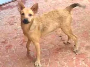 Cachorro raça Srd idade 7 a 11 meses nome Kiwi