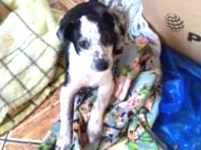 Cachorro ra a Srd  idade 2 a 6 meses nome Ricky adoção urgente