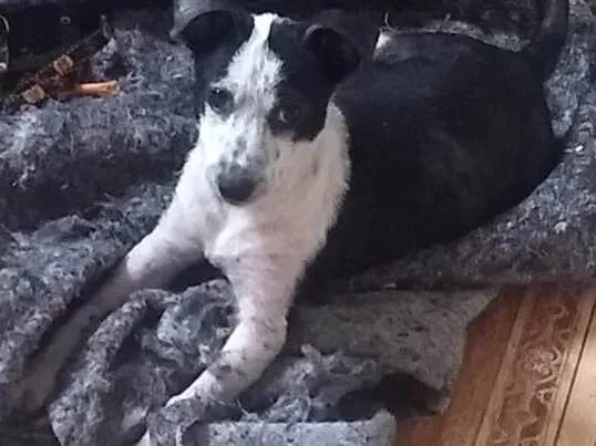 Cachorro ra a Srd  idade 2 a 6 meses nome Ricky adoção urgente