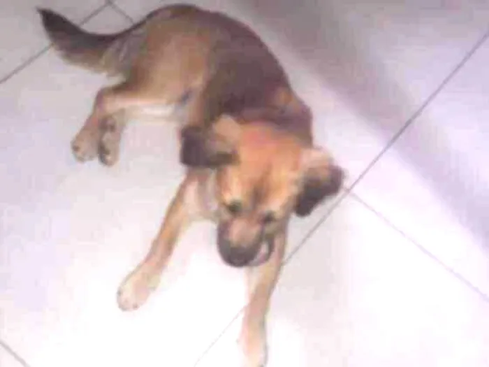 Cachorro ra a Srd idade 7 a 11 meses nome Paola