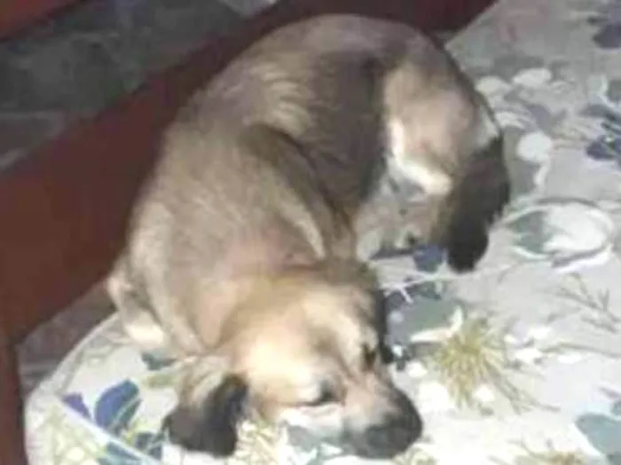Cachorro ra a Srd idade 7 a 11 meses nome Paola