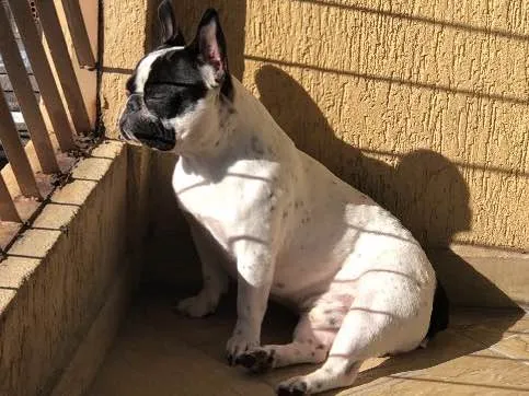 Cachorro ra a Buldogue Francês  idade 1 ano nome John