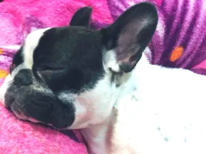 Cachorro raça Buldogue Francês  idade 1 ano nome John