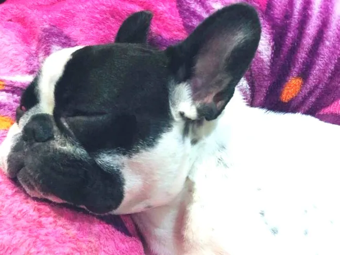 Cachorro ra a Buldogue Francês  idade 1 ano nome John