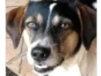 Nininha