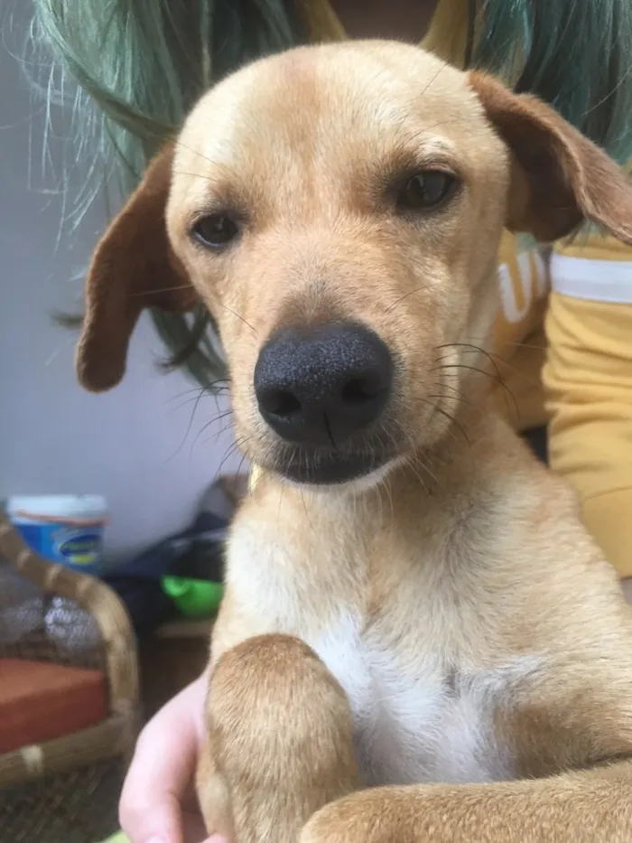 Cachorro ra a Sem raça  idade 7 a 11 meses nome ?