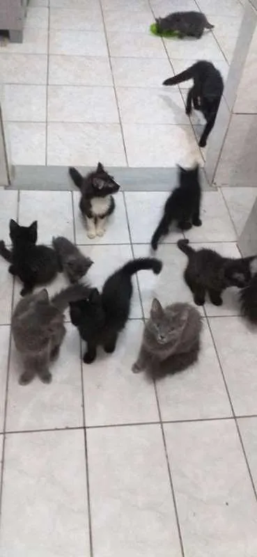 Gato ra a desconhecida idade 2 a 6 meses nome varios