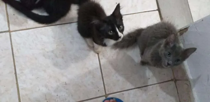 Gato ra a desconhecida idade 2 a 6 meses nome varios