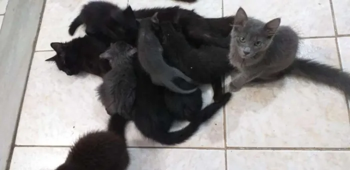 Gato ra a desconhecida idade 2 a 6 meses nome varios