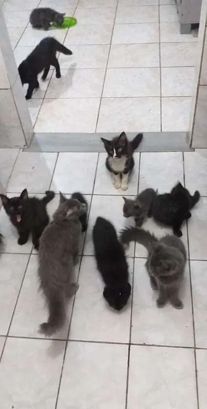 Gato ra a desconhecida idade 2 a 6 meses nome varios