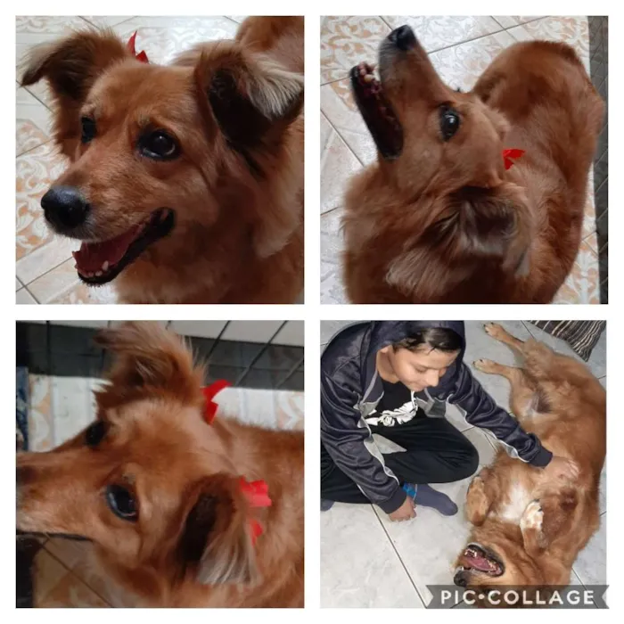 Cachorro ra a Indefinida idade 6 ou mais anos nome Galega