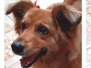 Cachorro raça Indefinida idade 6 ou mais anos nome Galega