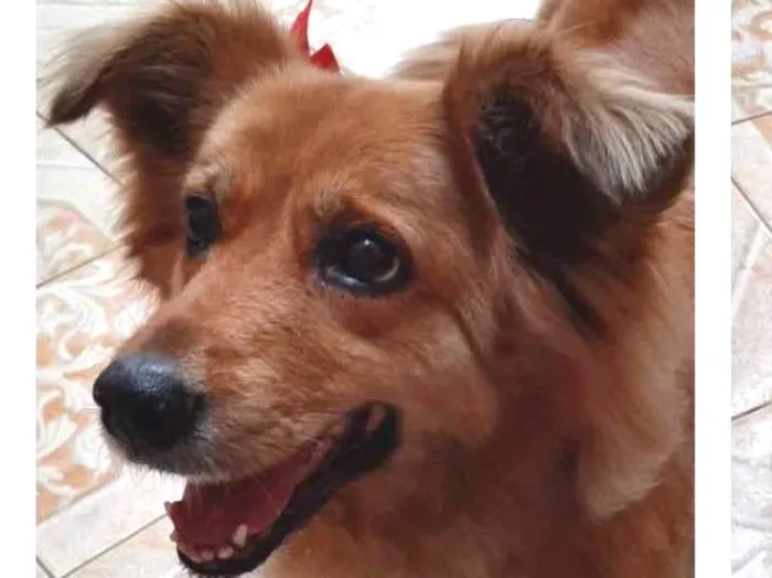 Cachorro ra a Indefinida idade 6 ou mais anos nome Galega