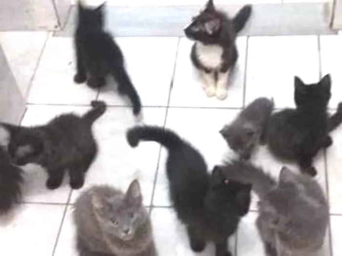 Gato ra a desconhecida idade 2 a 6 meses nome varios