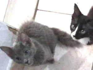 Gato raça desconhecida idade 2 a 6 meses nome varios