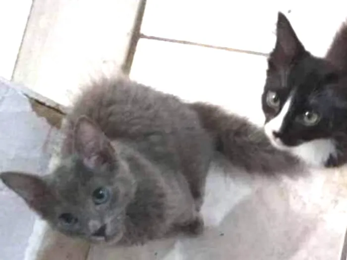 Gato ra a desconhecida idade 2 a 6 meses nome varios