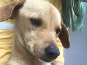 Cachorro raça Sem raça  idade 7 a 11 meses nome ?