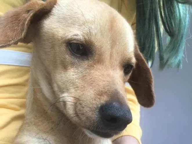 Cachorro ra a Sem raça  idade 7 a 11 meses nome ?