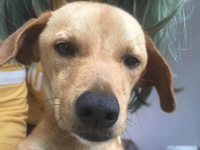 Cachorro ra a Sem raça  idade 7 a 11 meses nome ?