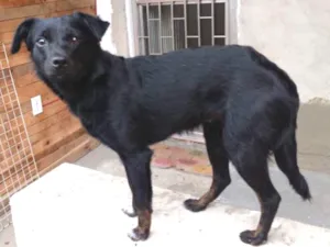 Cachorro raça Vira lata idade 1 ano nome Sem nome