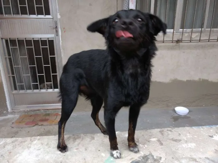 Cachorro raça Vira lata idade 1 ano nome Sem nome