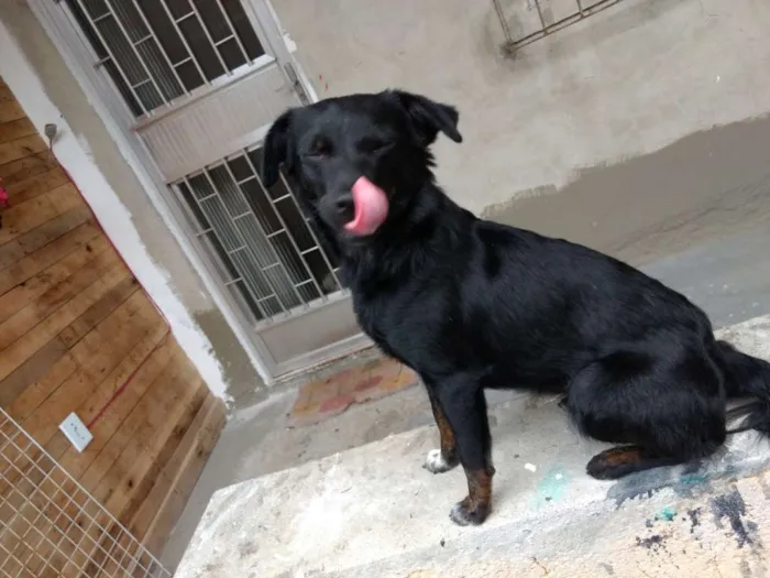 Cachorro raça Vira lata idade 1 ano nome Sem nome