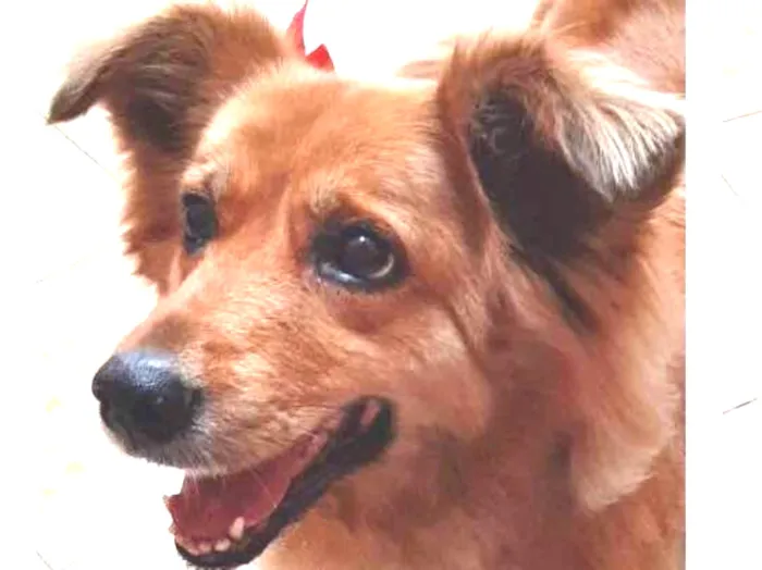 Cachorro ra a Indefinida idade 6 ou mais anos nome Galega