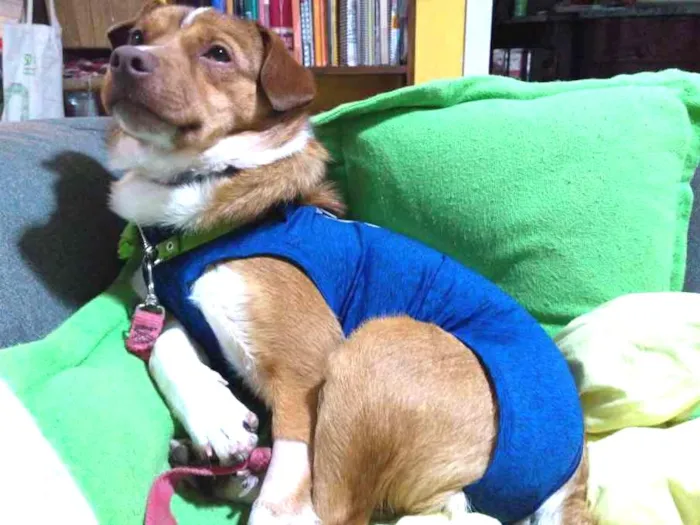 Cachorro ra a Srd idade 1 ano nome Spin